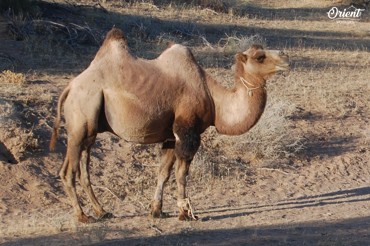 Camel