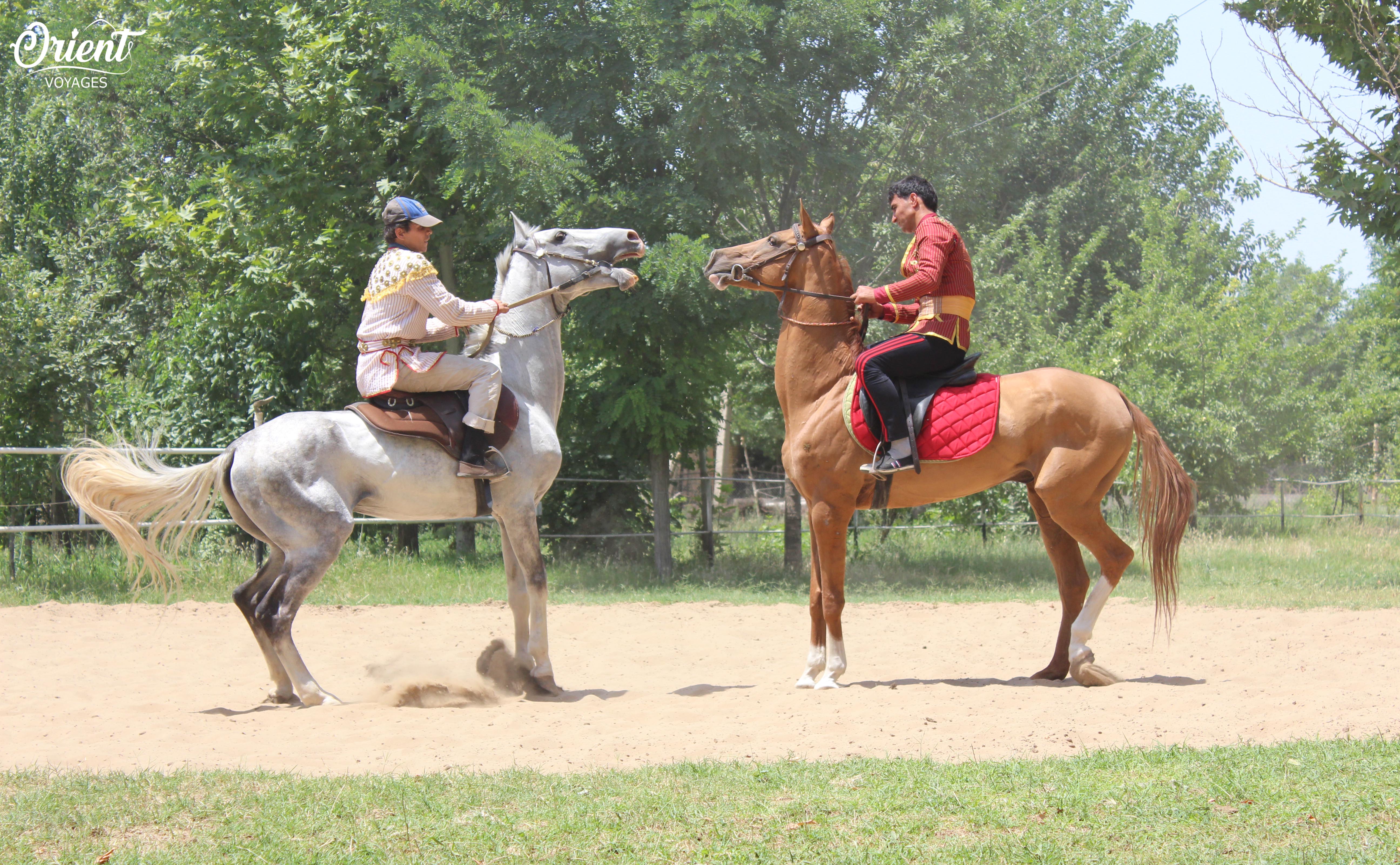 Turkmen horse farm