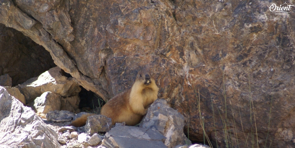 The beaver, Tajikistan